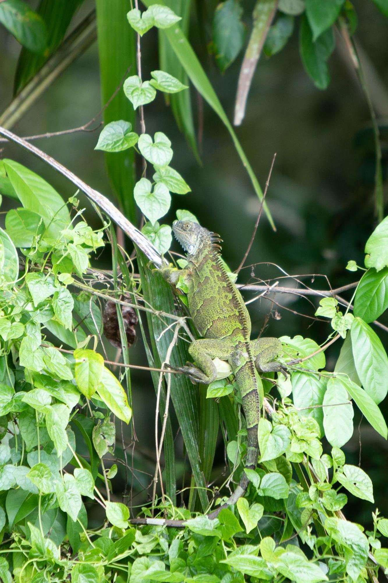 Pachira Lodge ตอร์ตูเกโร ภายนอก รูปภาพ