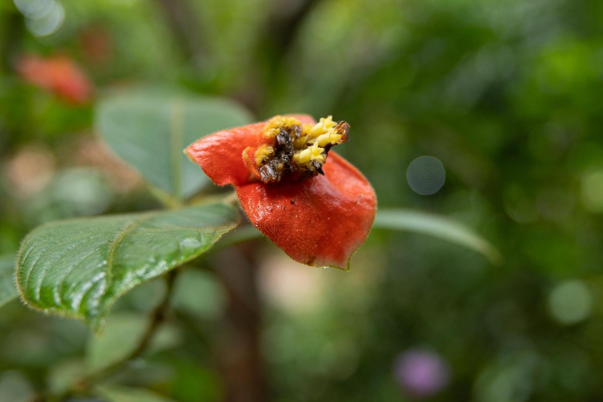 Pachira Lodge ตอร์ตูเกโร ภายนอก รูปภาพ