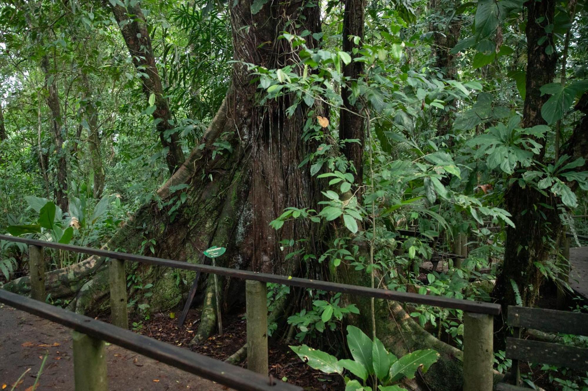Pachira Lodge ตอร์ตูเกโร ภายนอก รูปภาพ
