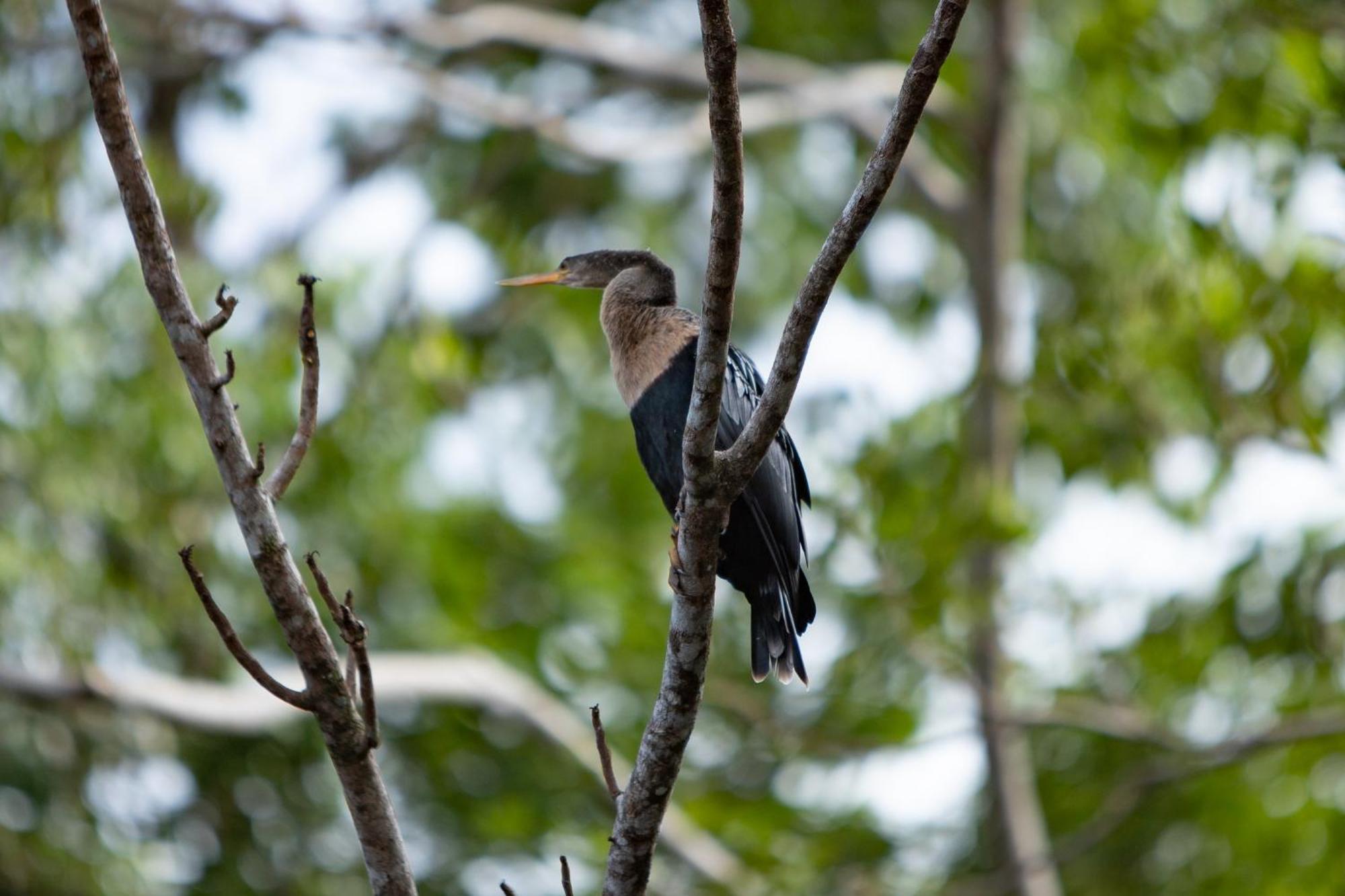 Pachira Lodge ตอร์ตูเกโร ภายนอก รูปภาพ