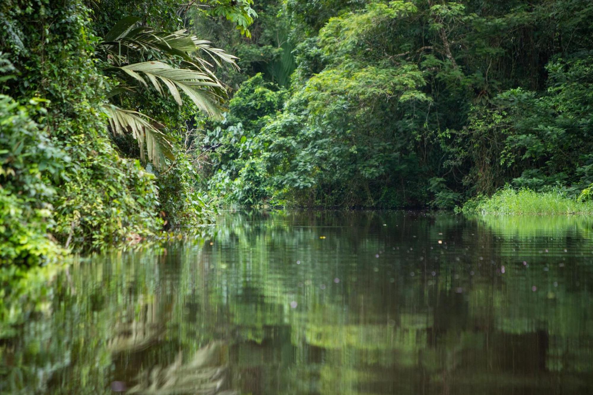 Pachira Lodge ตอร์ตูเกโร ภายนอก รูปภาพ