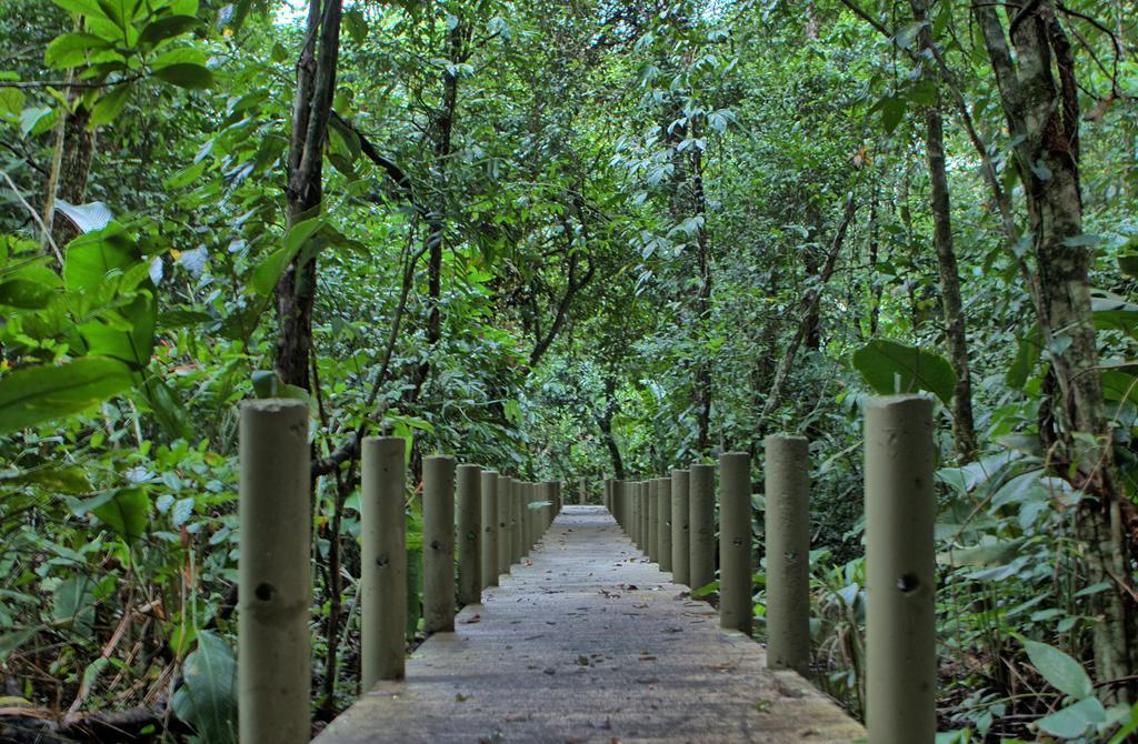 Pachira Lodge ตอร์ตูเกโร ภายนอก รูปภาพ